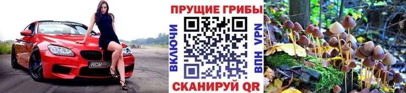 Псилоцибиновые грибы Cubensis  где найти   Волчанск 